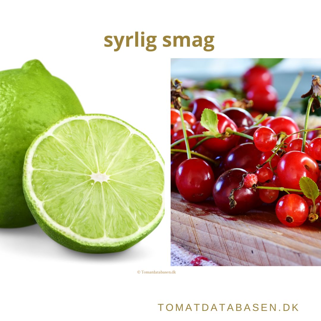 Tomatsorter med en syrlig smag