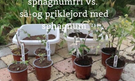 Test: Sphagnumfri tomatdyrkning