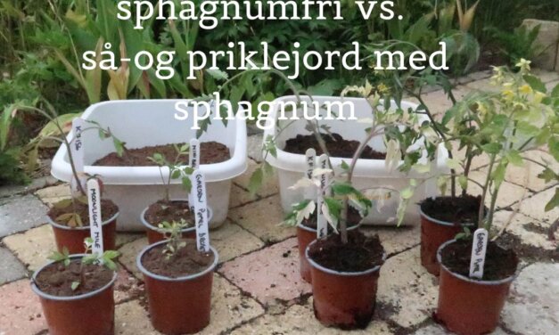 Test: Spagnumfri tomatdyrkning