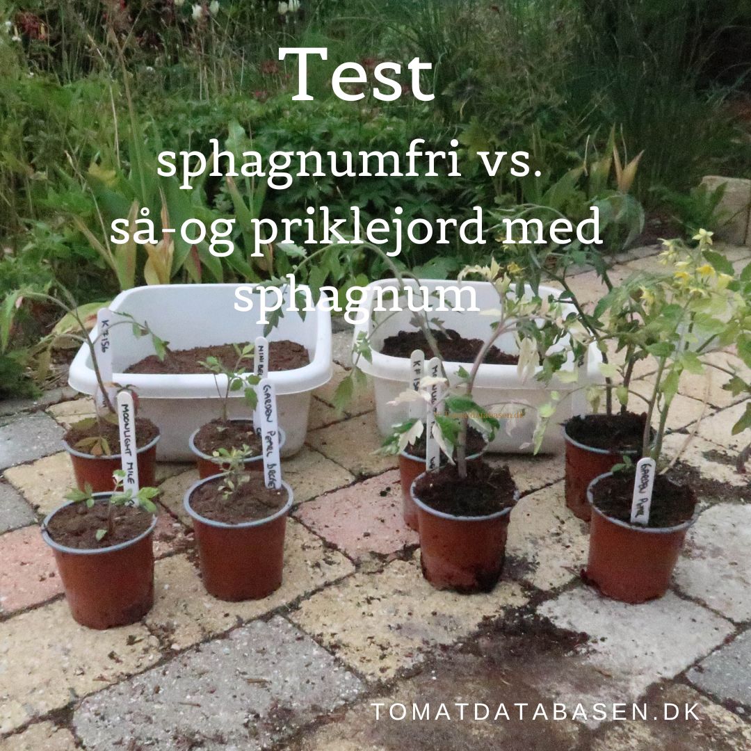 Test af vækstmedier |Tomatdatabasen.dk