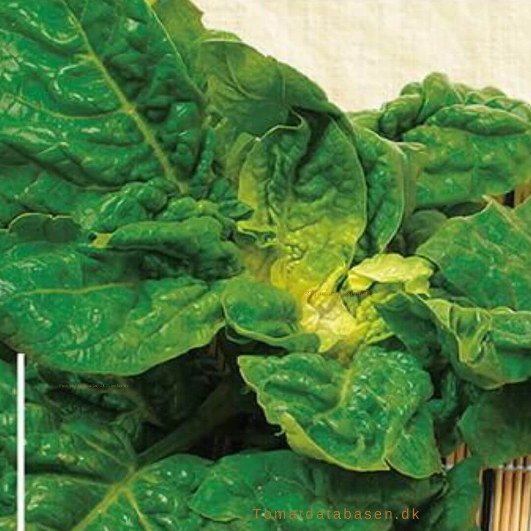 Tyrkisk spinat - America- Bladgrønt - Grøntsagsfrø
