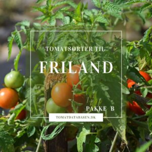 Tomatsorter der er velegnet til friland | Frøpakke |Tomatdatabasen.dk