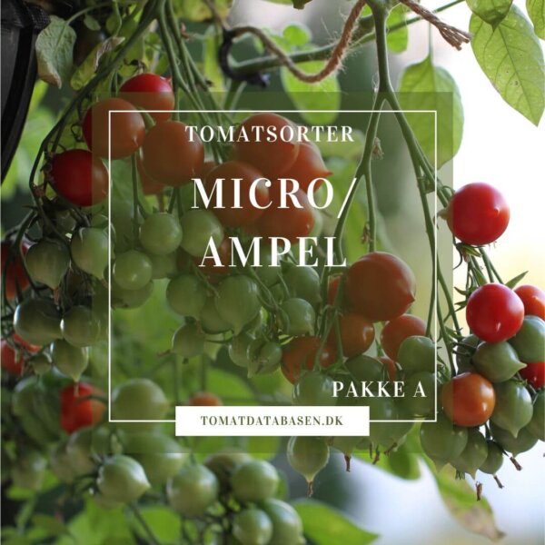 Dwarf - micro - mini og ampel sorter | Tomatfrøpakke |Tomatdatabasen.dk