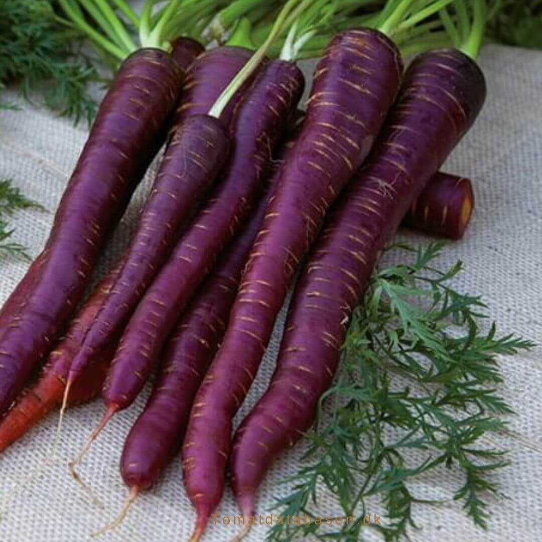 Gulerod - Purple Sun - Rodfrugt - Grøntsagsfrø