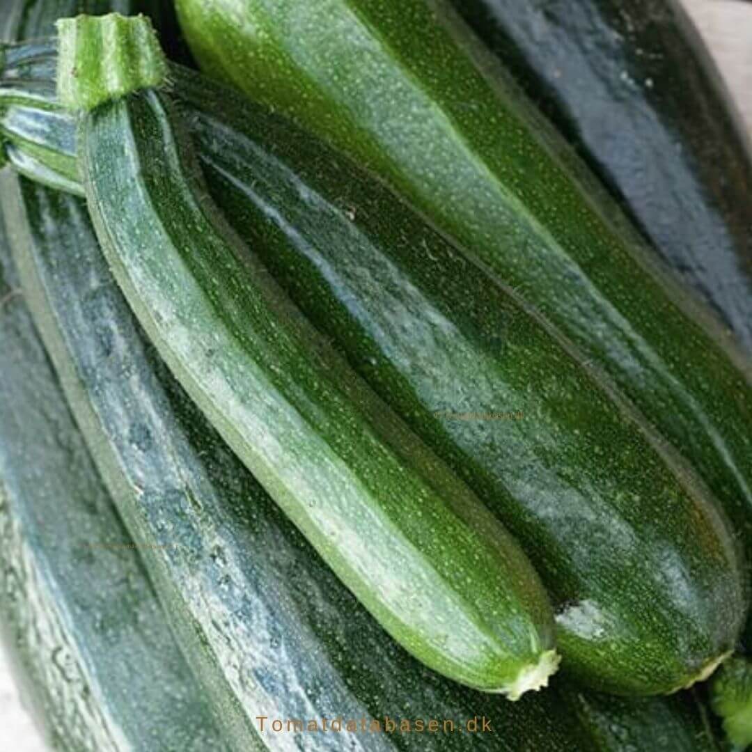 Squash - Black Beauty Long Green - Courgette - Grøntsagsfrø