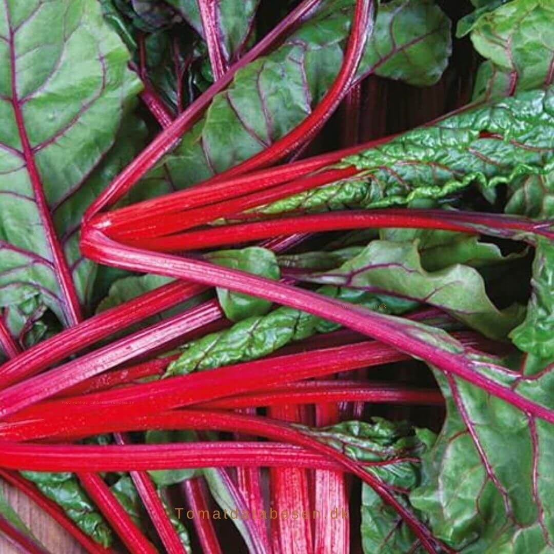 Bladbede-Rhubarb Chard - Bladgrønt - Grøntsagsfrø