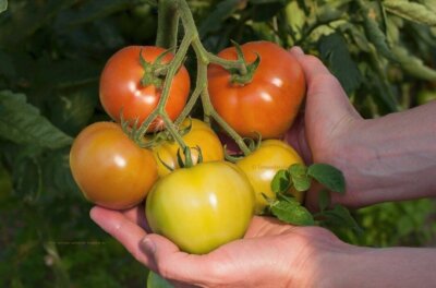 Kom godt igang med at dyrke dine egne tomater