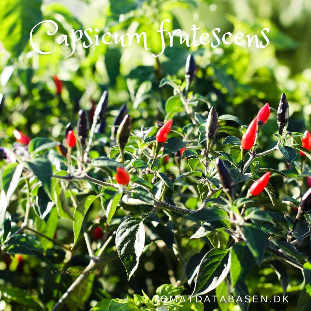 Capsicum frutescens |chilifrø|Køb dine chilifrø hos Tomatdatabasen.dk