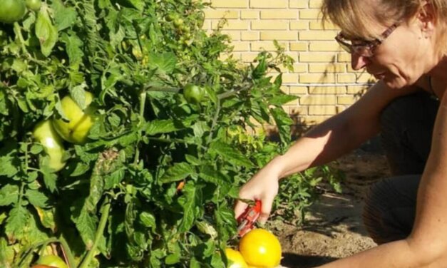 SÆRLIGT ROBUSTE TOMATSORTER