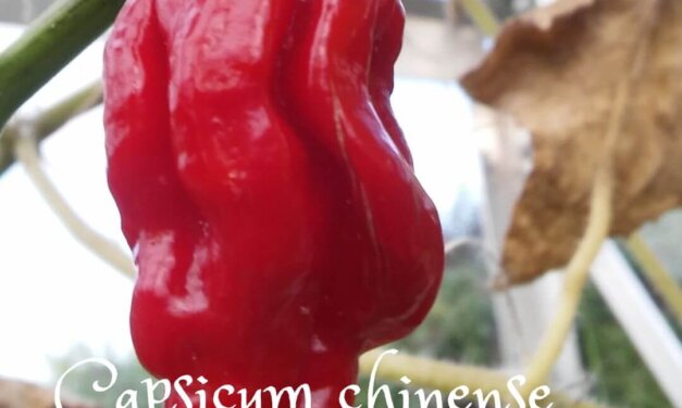 Capsicum chinense