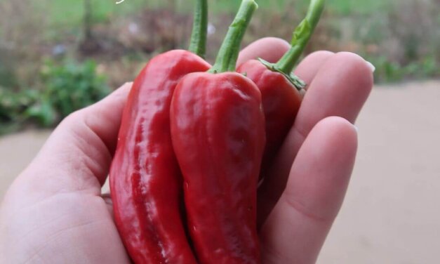 Capsicum annuum