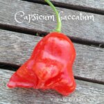 Capsicum baccatum