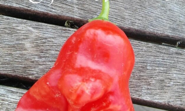 Capsicum baccatum