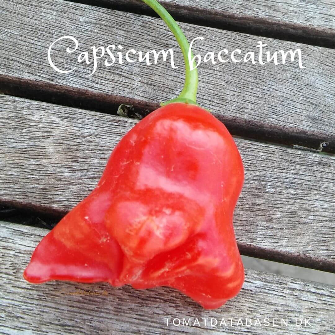 Capsicum baccatum |chilifrø|Køb dine chilifrø hos Tomatdatabasen.dk