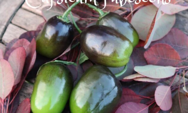 Capsicum pubescens