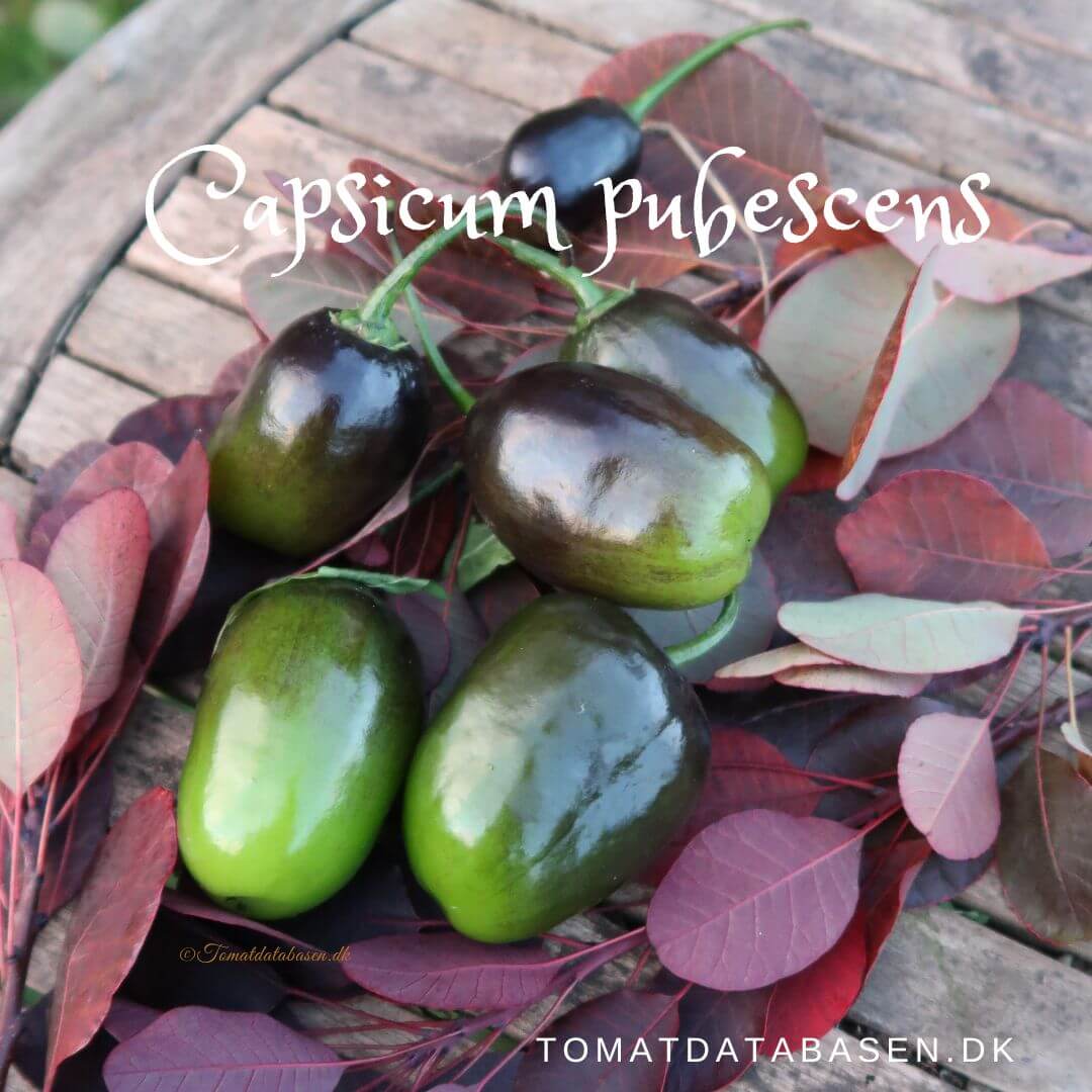 Capsicum pubescens |chilifrø|Køb dine chilifrø hos Tomatdatabasen.dk