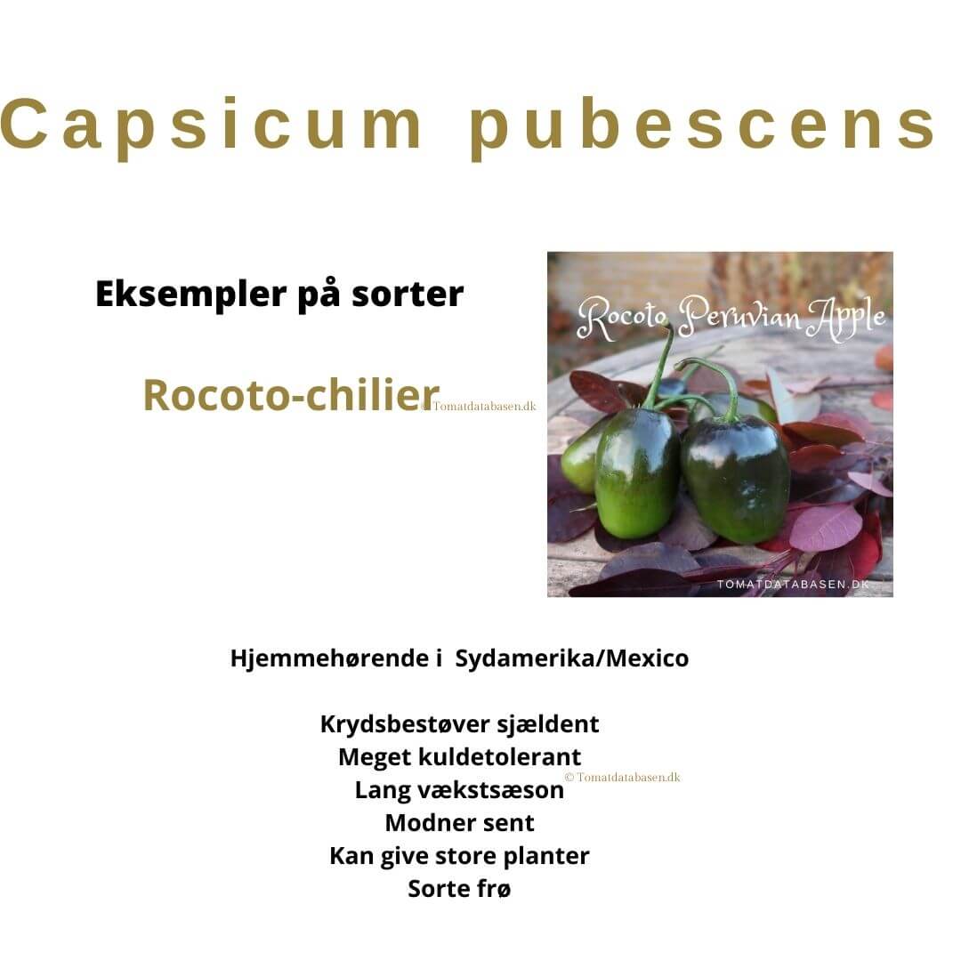 Capsicum pubescens |chilifrø |Køb dine chilifrø hos Tomatdatabasen.dk