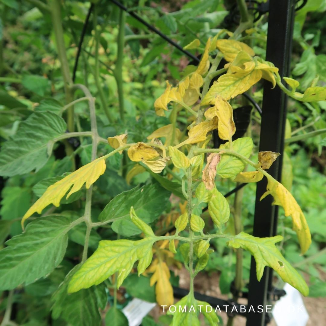 Misfarvede og/eller gule blade på planten kan være tegn på ubalance i næringsstofbalancen