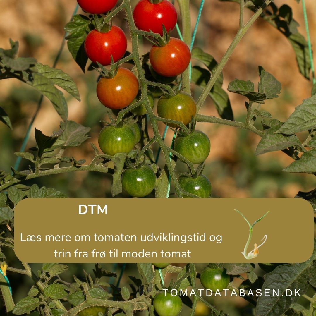 Hvorfor modner tomaterne ikke