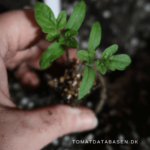 🍅 Q & A  – pasning af små tomatplanter