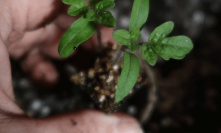 🍅 Q & A  – pasning af små tomatplanter