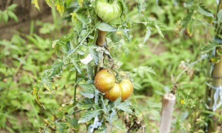 Hvorfor er der så få tomater på mine planter