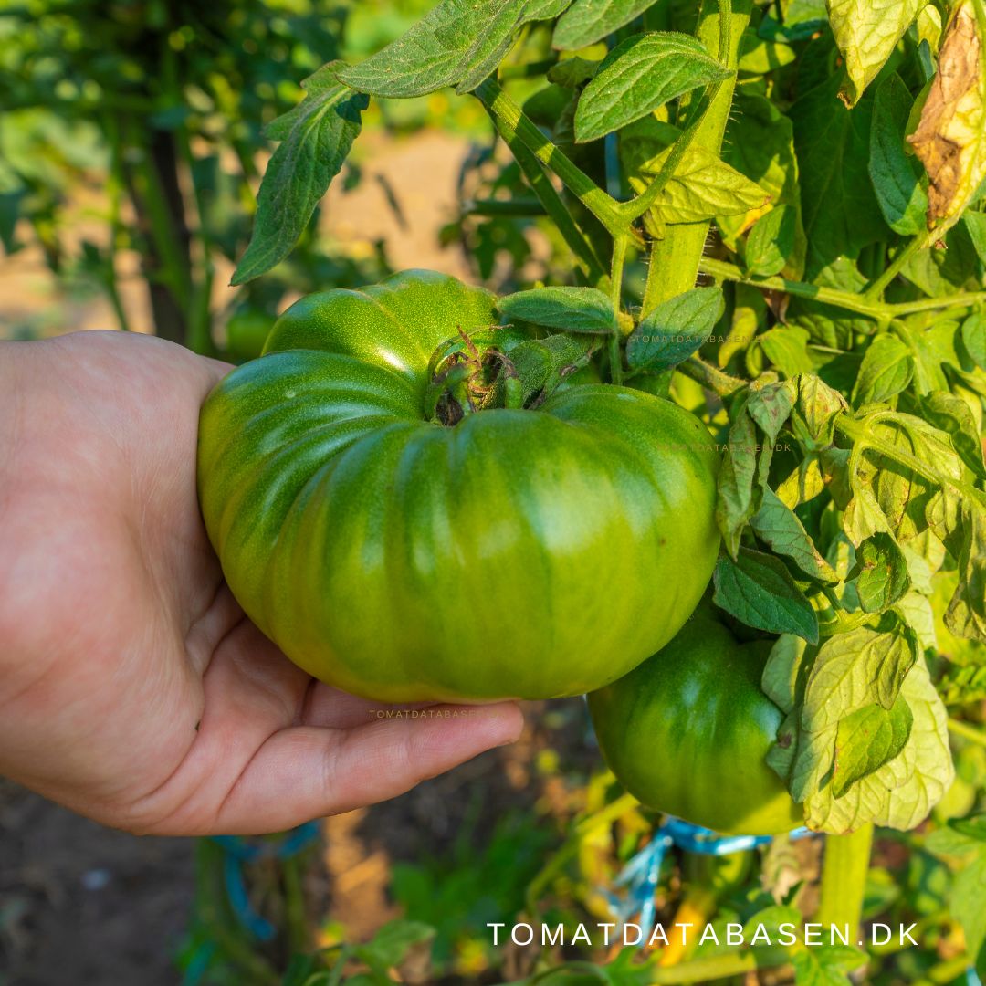 Hvorfor modner tomaterne ikke