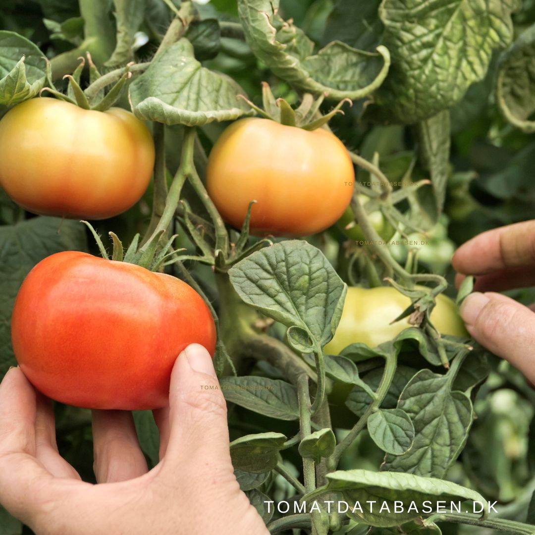 Modning af tomater