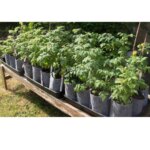 Root Pouch – growbags: Vores erfaringer