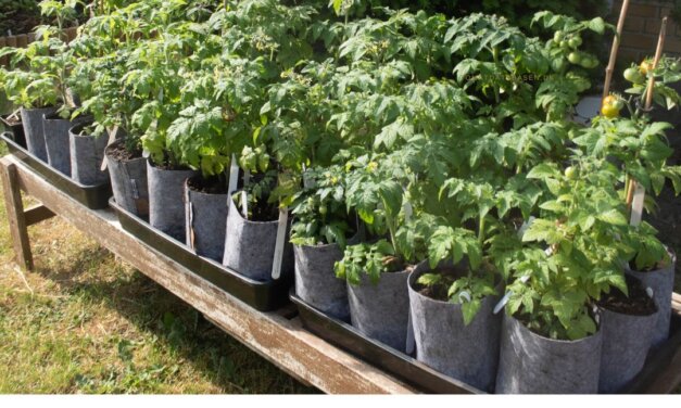 Root Pouch – growbags: Vores erfaringer