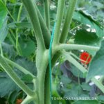 Fascination: Tomatplanter der udvikler sig anderledes