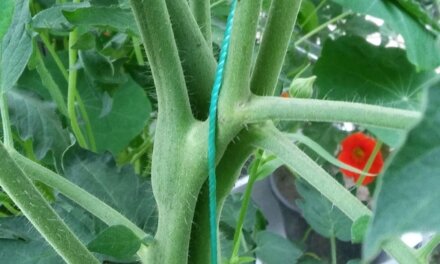 Fascination: Tomatplanter der udvikler sig anderledes