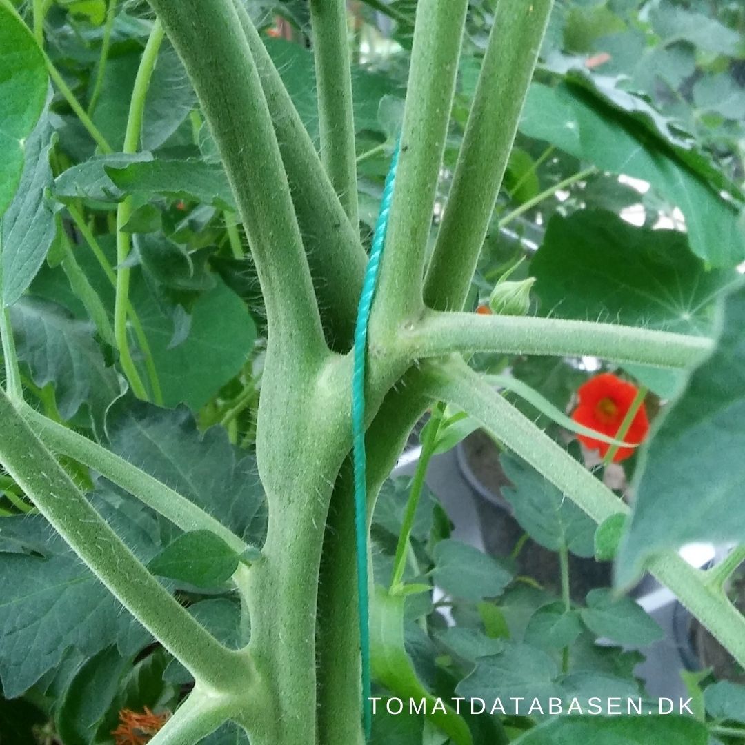 Tomatplanter der udvikler sig anderledes end de plejer