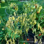 Tomater der hænger/visner selvom de vandes