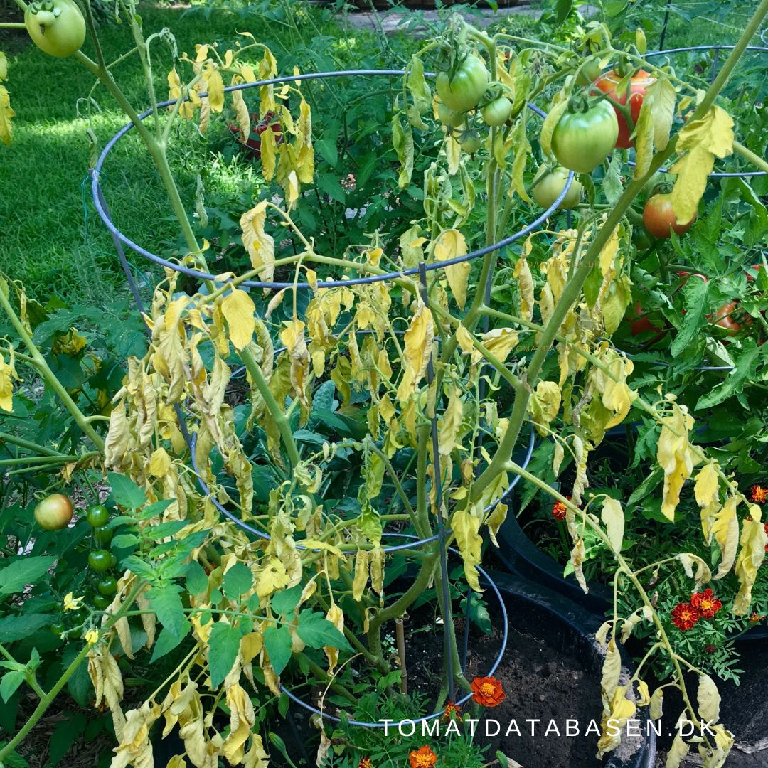 Tomatplanter der visner