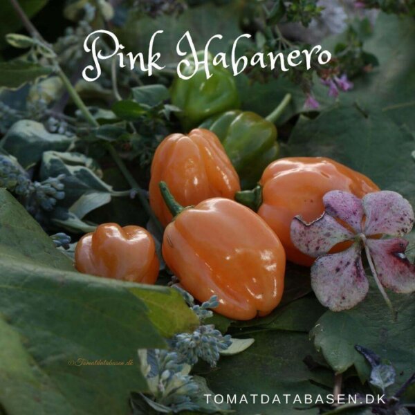 Pink Habanero
