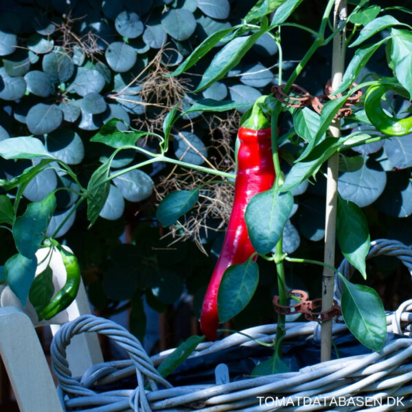 Jalapeno Chernobyl
