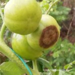 Blossom-End-Rot: Griffelråd