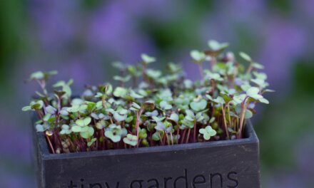 Spiregrønt – Tiny Garden