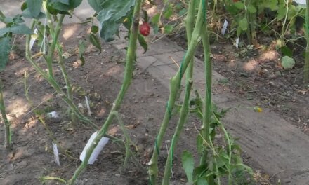 Fjernelse af blade på tomatplanterne