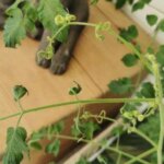 Pesticiderester ; clopyralid