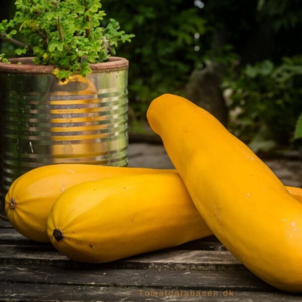 Sommer squash - Gold Rush F1