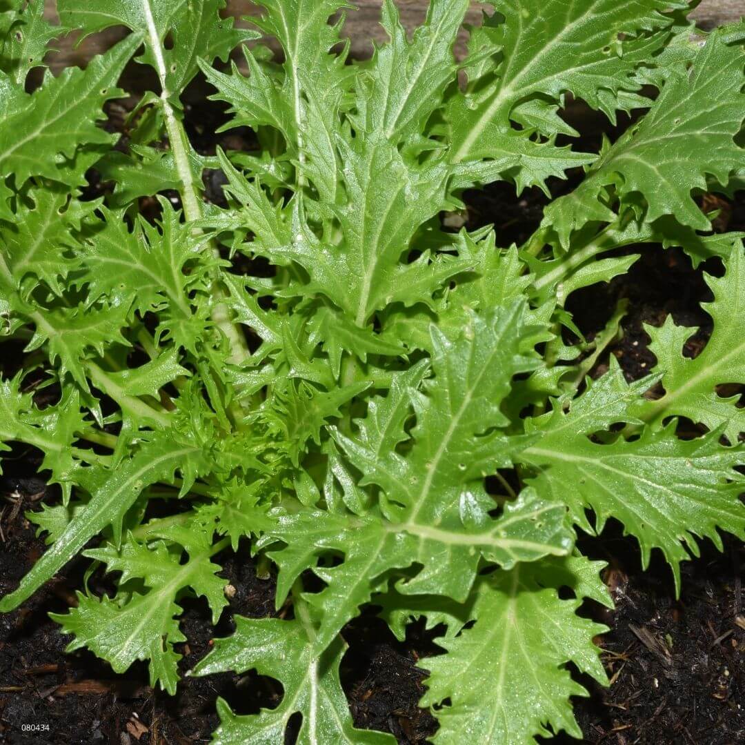 Xotica Mizuna, japansk salat - Billede 3