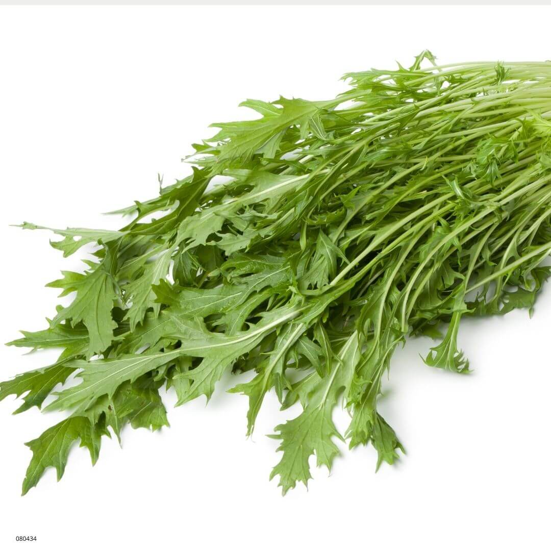 Xotica Mizuna, japansk salat - Billede 4
