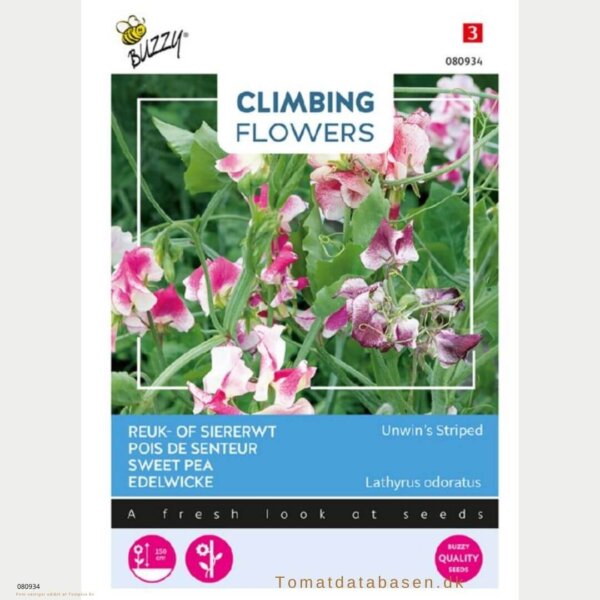 Lathyrus 'Unwin’s Striped'