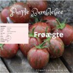 Frøkonstante (OP) sorter