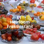 F1, frøkonstante og heirloom sorter
