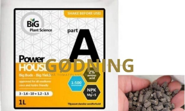 Hvornår skal små tomatplanter gødes – og hvor meget