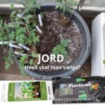 Forspiring & prikling – valg af jord