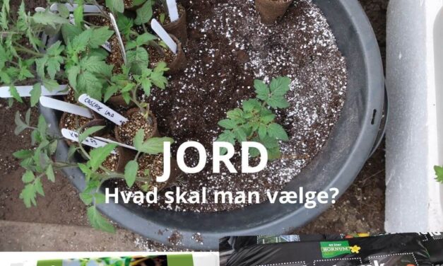 Forspiring & prikling – valg af jord